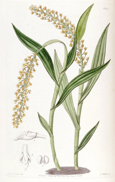 Epidendrum armeniacum by Miss Drake
